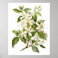 Poster d'art blanc Jasmine Flowers