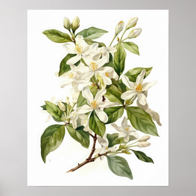Poster d'art blanc Jasmine Flowers (Devant)