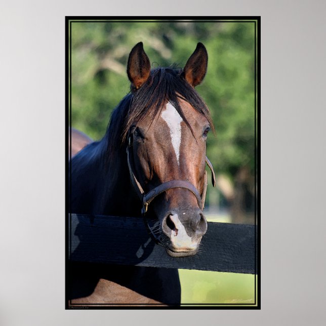 Poster d'art convivial pour les chevaux -40x60-cli (Devant)