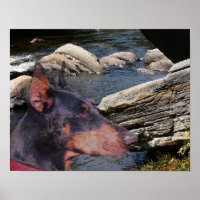 Poster d'art de Doberman River Rocks Imaginaire