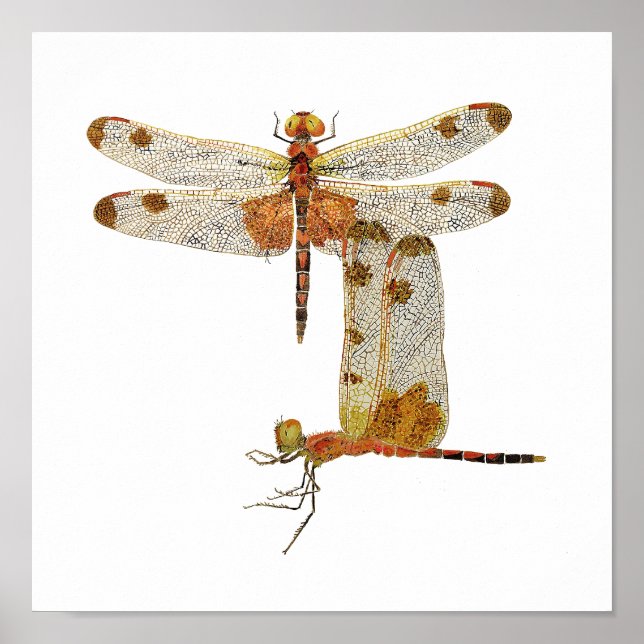 Poster d'art de la libellule de Calico Pennant (Devant)