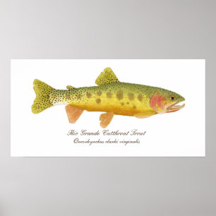 Poster d'art de la truite de Rio Grande