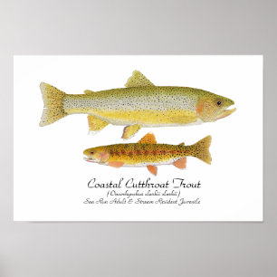 Poster d'art de la truite fardée côtière