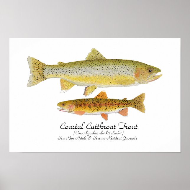Poster d'art de la truite fardée côtière (Devant)