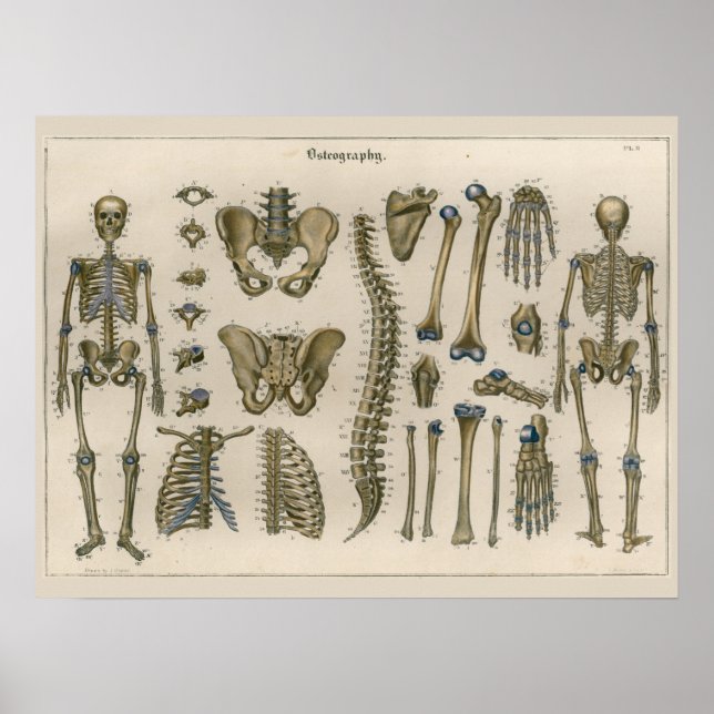 Poster d'art de l'anatomie de la colonne vertébral (Devant)