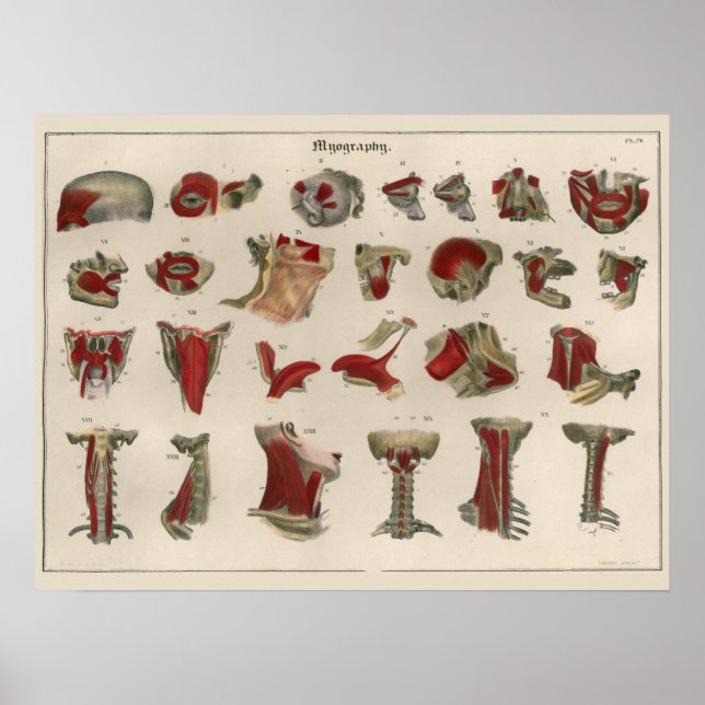 Poster d'art de l'anatomie musculaire Vintage 1837 (Devant)