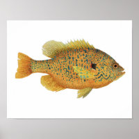 Poster d'art de poisson rouge