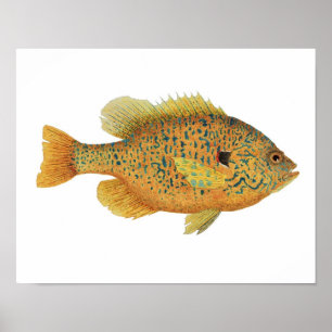 Poster d'art de poisson rouge