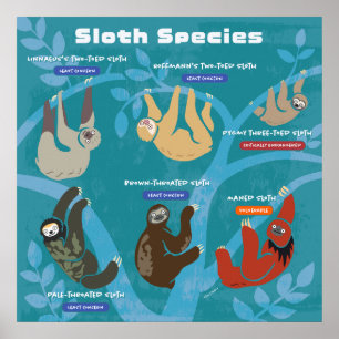 Poster d'art de Sloth Espèces