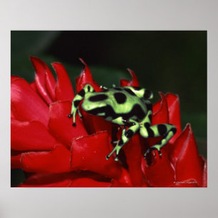 Poster Dart frog 2