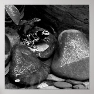Poster Dart Frog Friends B+W
