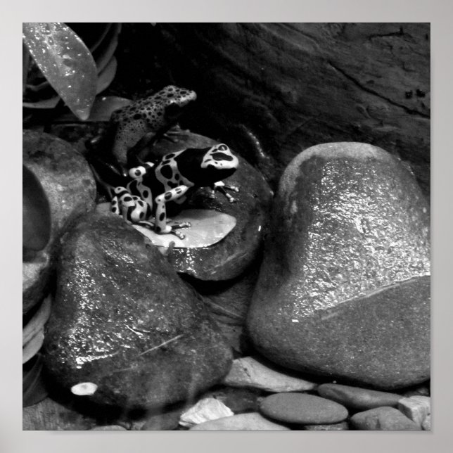 Poster Dart Frog Friends B+W (Devant)