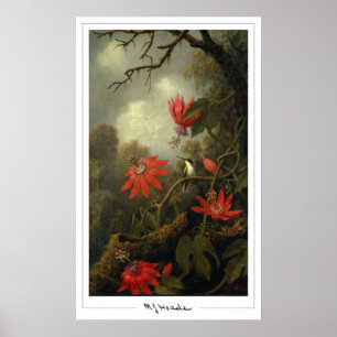 Poster d'art Martin Johnson Heade Zedign #36
