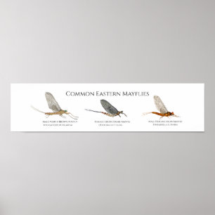 Poster d'art Mayfly de la côte Est