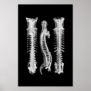 Poster d'art Médicale de décoration murale de l'an