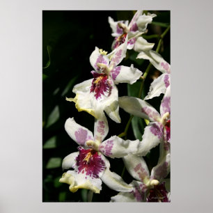 Poster d'art orchidée de Beallara -40x60 -autres t
