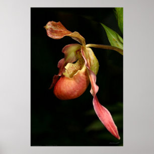 Poster d'art orchidée Lady's-Slipper -40x60-ou plu