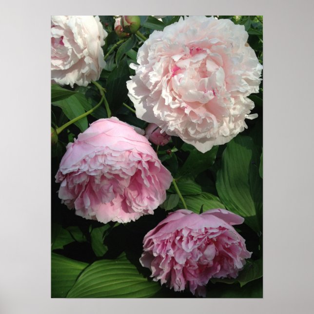 Poster d'art Pretty Pink Peony (Devant)