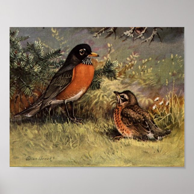 Poster d'art Robin d'Amérique vintage (Devant)