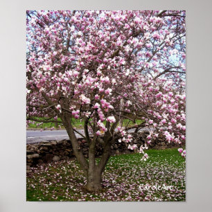 Poster d'art Stone Magnolias
