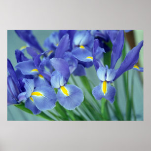 Poster d'art violet Iris