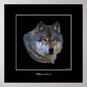 Poster d'art Wild Grey Wolf