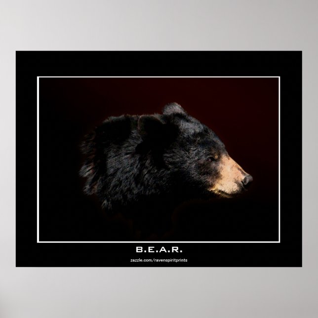 Poster d'art Young Black Bear Study (Devant)