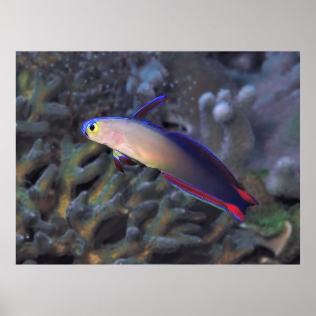Poster Dartfish II décoré (Devant)