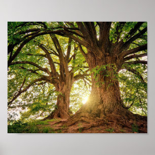 poster d'Arvore da Vida