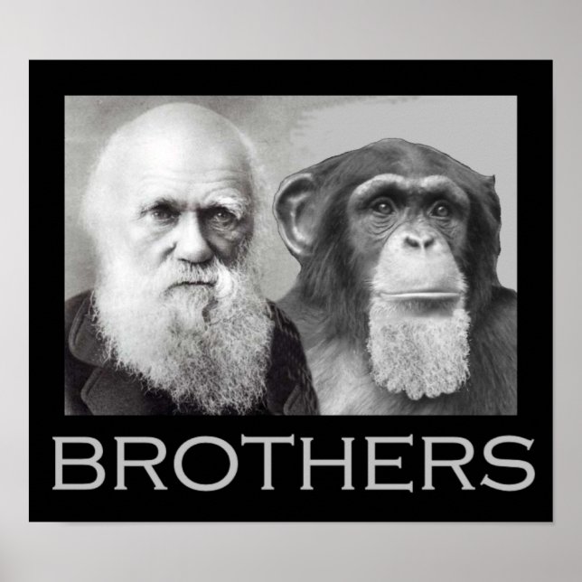 Poster Darwin et Chimp Brothers (Devant)