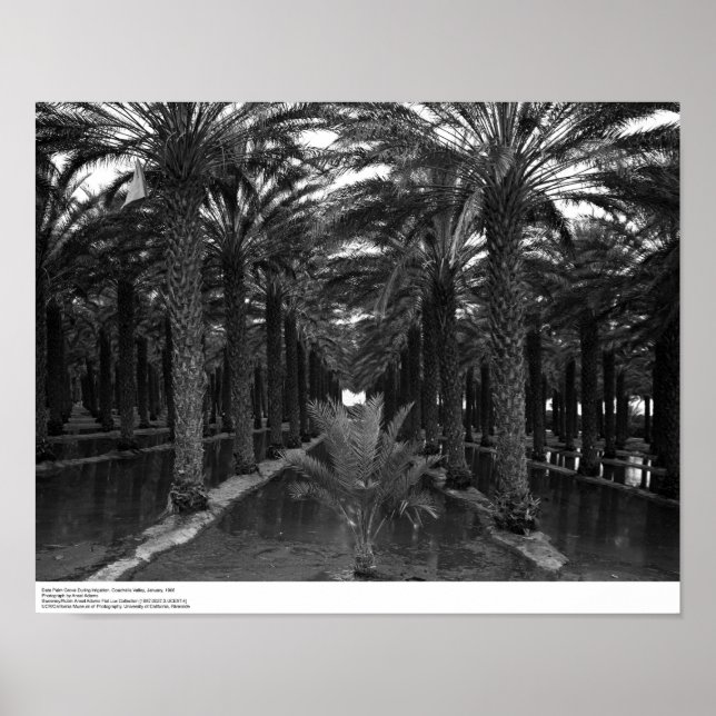 Poster Date Palm Grove pendant l'irrigation, 1966 (Devant)
