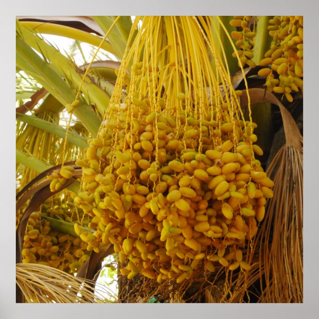 Poster Dates sur l'affiche des palmiers (Devant)