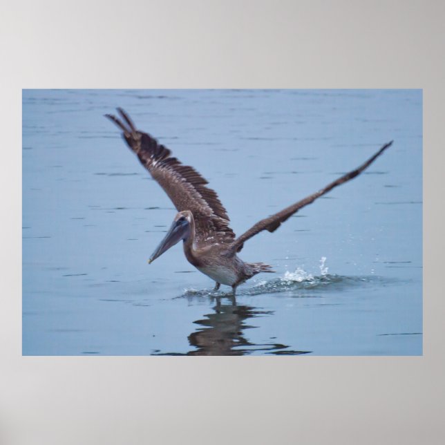 Poster d'atterrissage sur l'eau du Pélican (Devant)