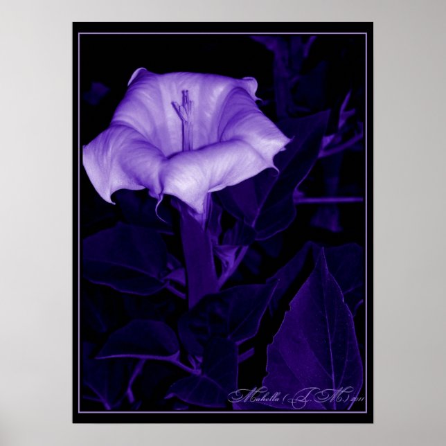 Poster Datura Mystica 3 (Devant)