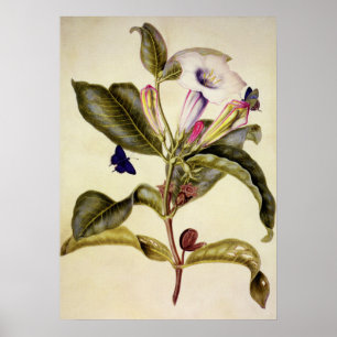 Poster  datura sacrée et papillon bleu