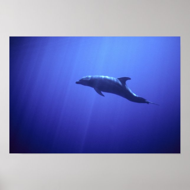 Poster Dauphin (Devant)