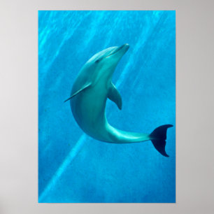 Poster Dauphin