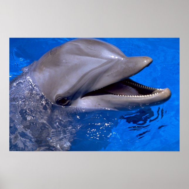 Poster Dauphin (Devant)