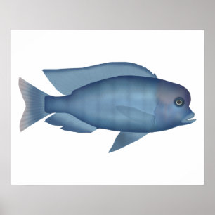 Poster Dauphin bleu Cichlid