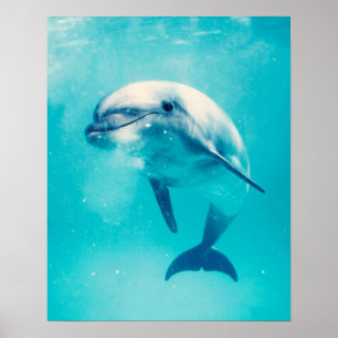 Poster Dauphin de Bottlenosed sous-marin