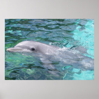 Poster Dauphin de natation