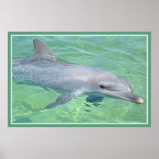 Poster dauphin imprimé brillant premium