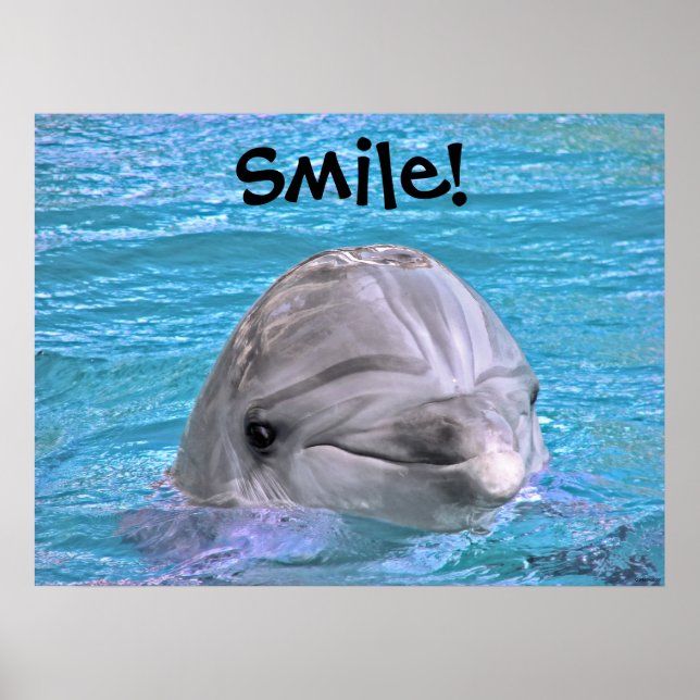 Poster Dauphin souriant - Souriez ! (Devant)