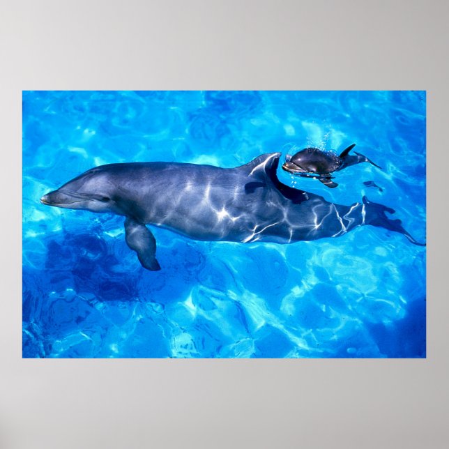 Poster dauphins (Devant)