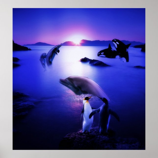 Poster Dauphins de baleines pingouins coucher de soleil s (Devant)