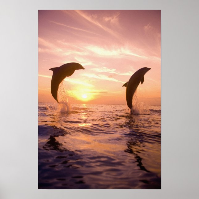 Poster Dauphins de Bottlenose Tursiops truncatus) 8 (Devant)