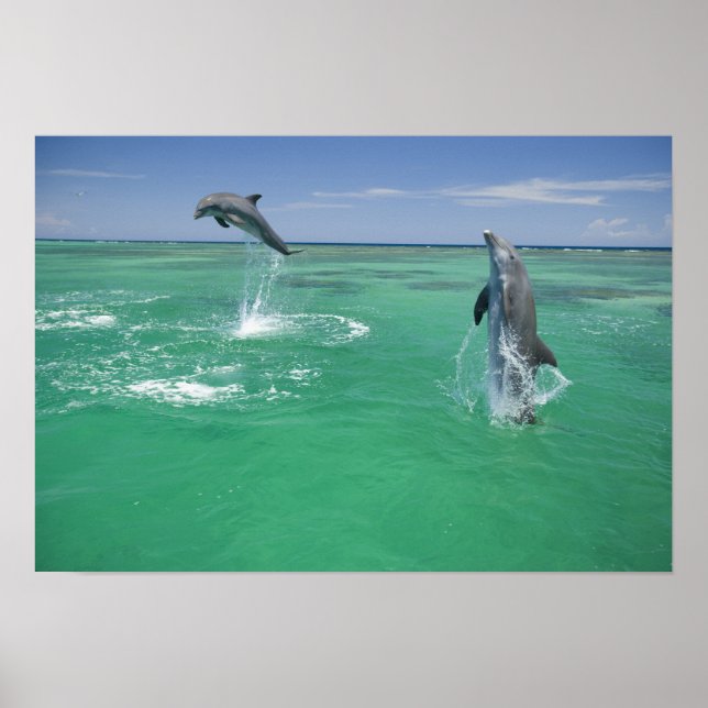 Poster Dauphins de verdure Tursiops truncatus (Devant)