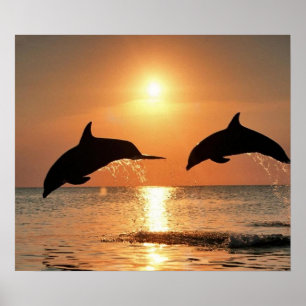 Poster Dauphins du coucher du soleil