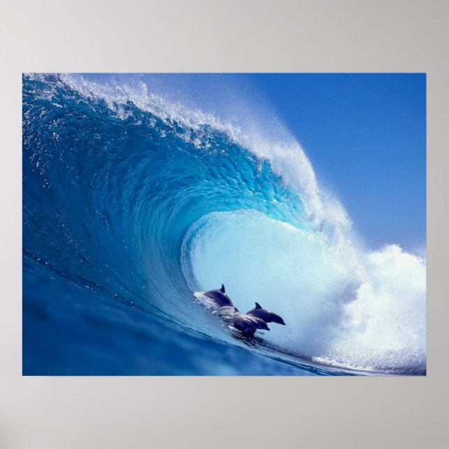 Poster Dauphins du surf (Devant)