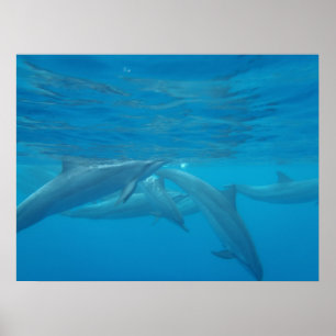 Poster Dauphins hawaïens spineurs sous-marins